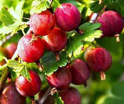 Крыжовник Серенада красн v2 Tim 