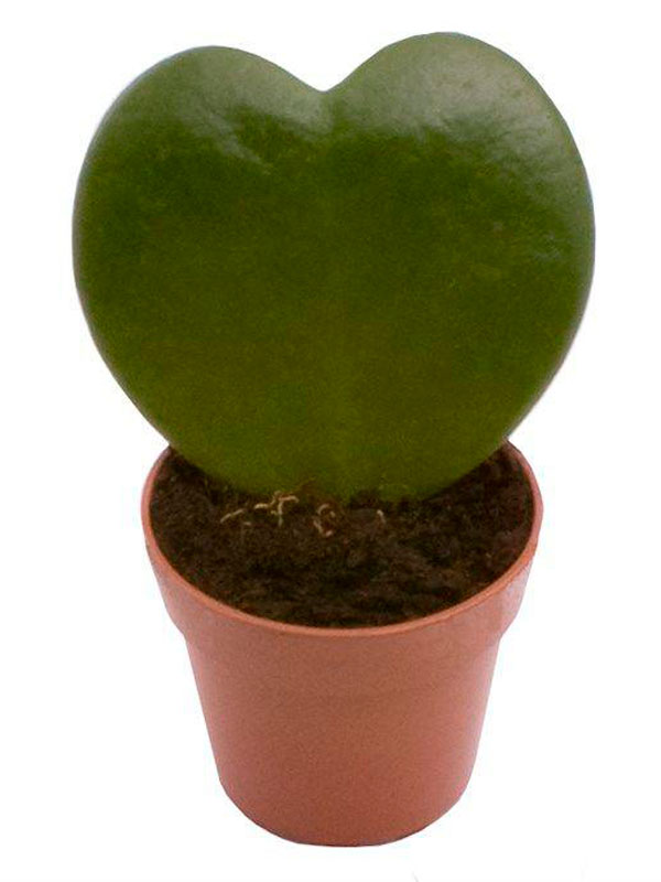 Хойя Керри d7 h13 