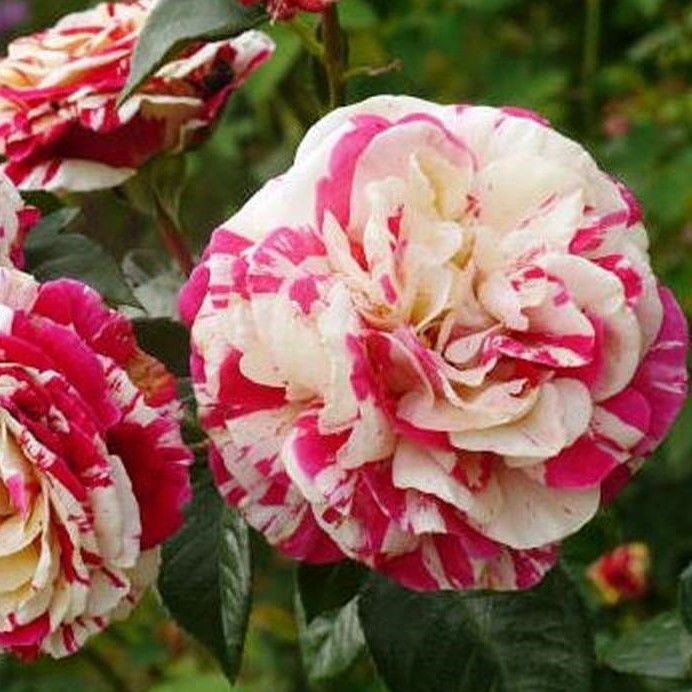 Роза плетистая Ванилла Фрайз v5 Lav 