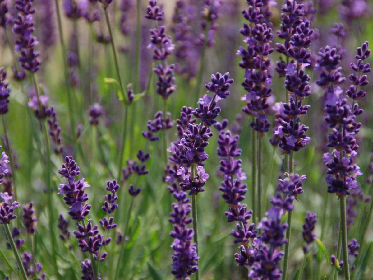 Лаванда гибридная Феноменал v2 Lav 