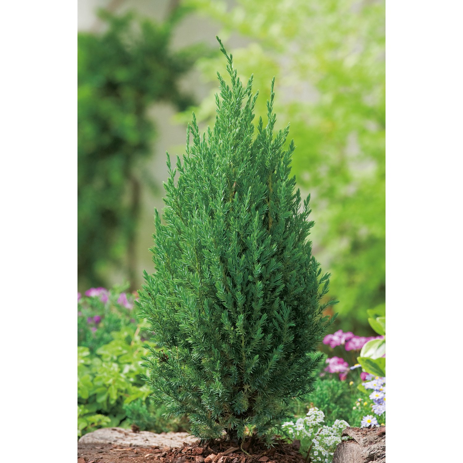 Можжевельник китайский v5 Стрикта 30-40 