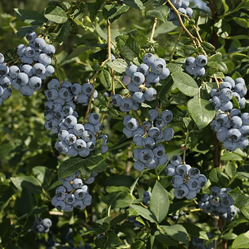 Голубика высокорослая Эрлиблю v2 ЦО по цене  Голубика высокорослая Эрлиблю v2 ЦО