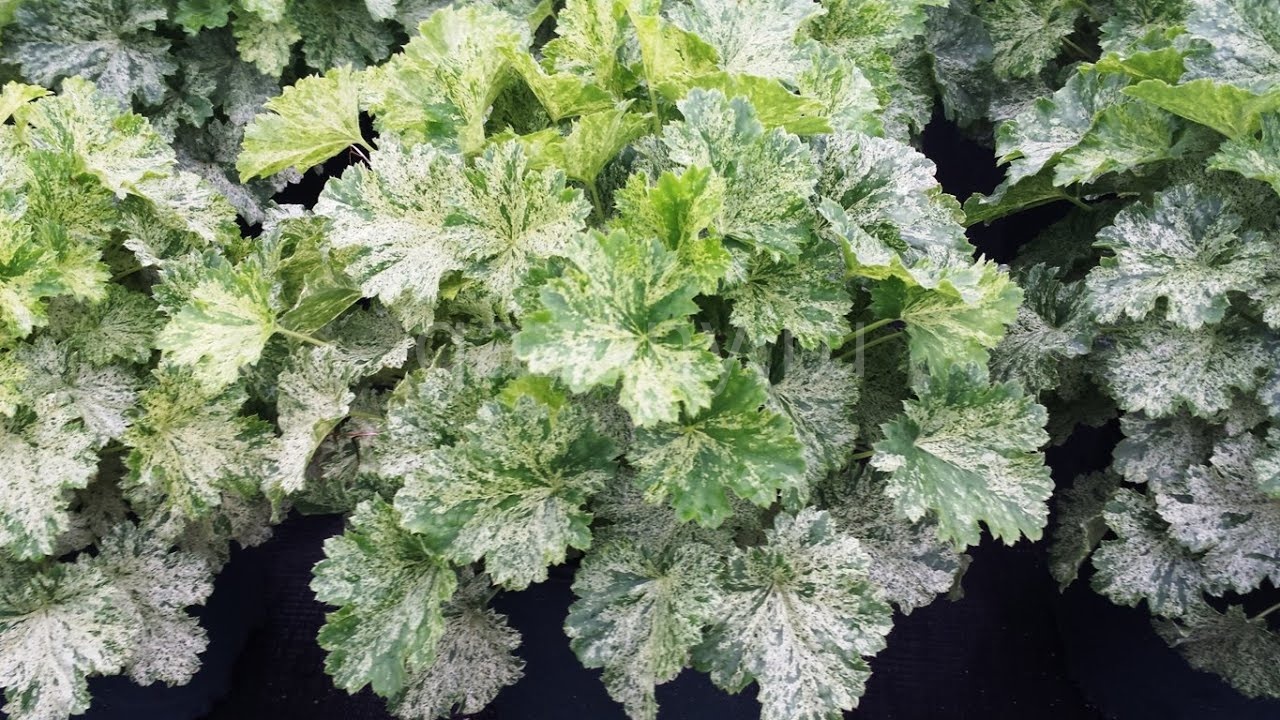 Гейхера Снежный Ангел Сноу Ангел d12 ХР 