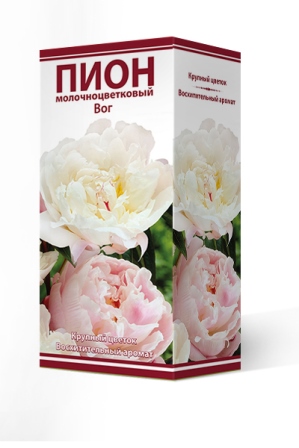 Пион молочноцветковый Вог 2-3 1шт Поиск 