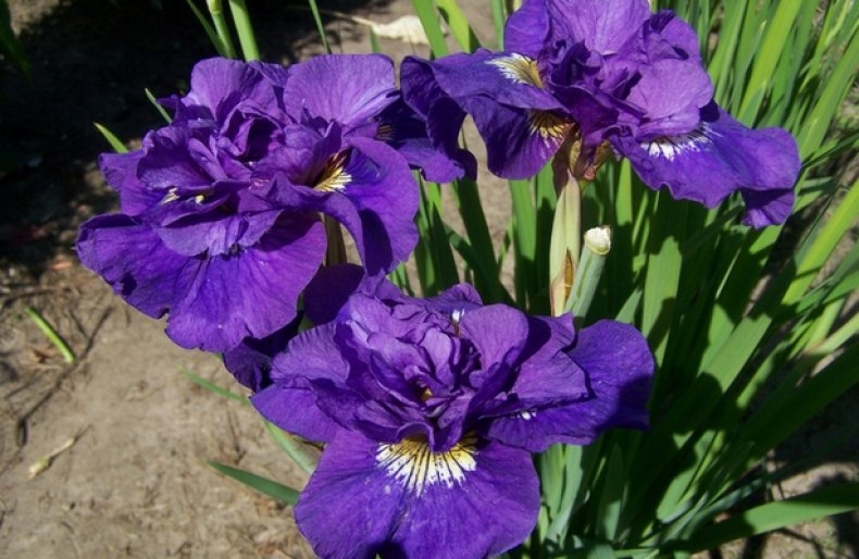 Луковица Ирис сибирский Дабл Стандарт 1 шт Поиск 