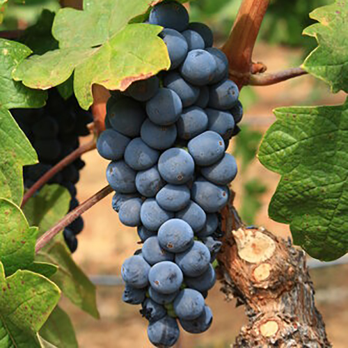 Виноград плодовый Фемина, фиолетовый в коробке Tim 