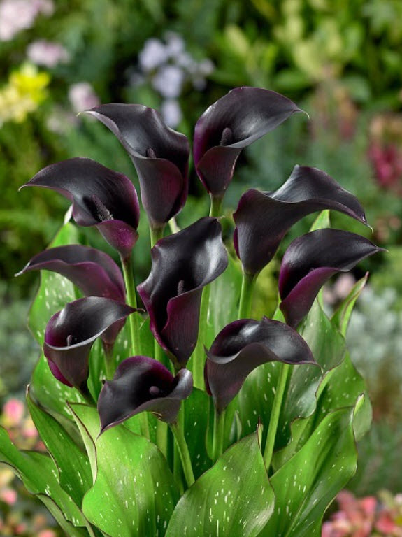 Клубень Калла Ла Паз 14/16  1шт. Поиск 