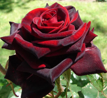 Роза Черная магия в коробке АФ 