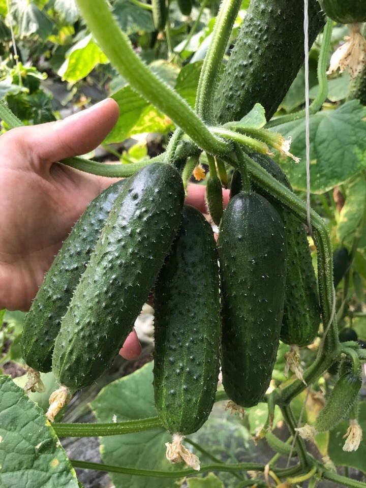 Рассада Огурец Кураж Р9 Tim по цене  Рассада Огурец Кураж Р9 Tim