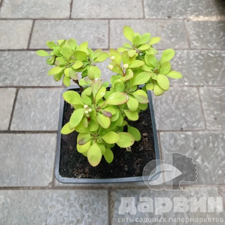 abff4d0b-56d3-4c77-a209-55abfe1a2bac ватермарка