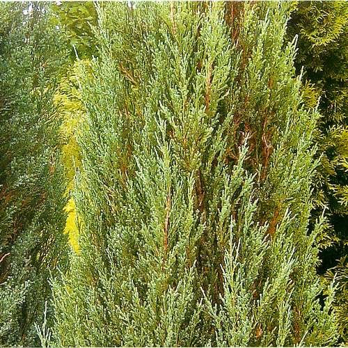 Растение можжевельник скальный Спрингбанк С2-3 BL 