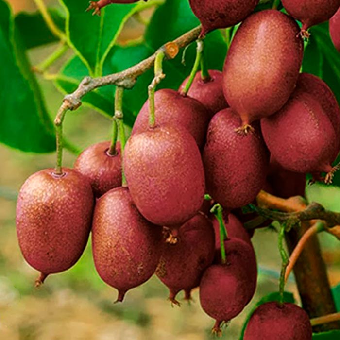 Растение актинидия аргута Скарлет Септембер киви С2 CL 