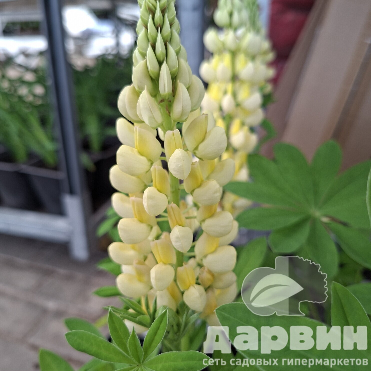 Люпин v1,5 Push 