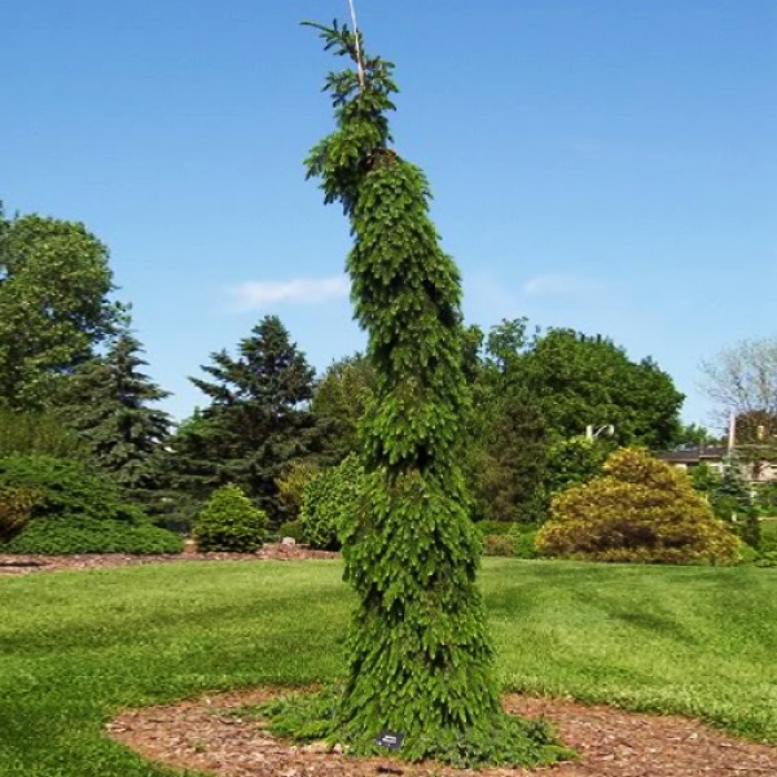 Растение ель сербская Pendula Bruns 175-200 KG 2017 по цене  Растение ель сербская Pendula Bruns 175-200 KG 2017