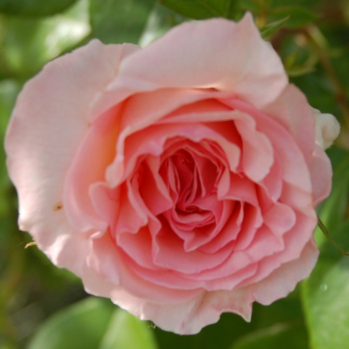 Роза шраб Бремер Штадтмузыкантен 5л Dem 