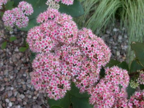 Седум видный Матрона v2 Lav 