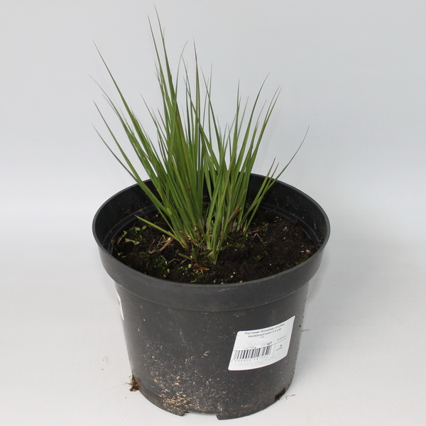 Молиния голубая Heidebraut конт 3 л Les 