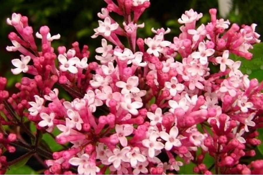 Сирень мейера Ред Пикси v2 Lav 