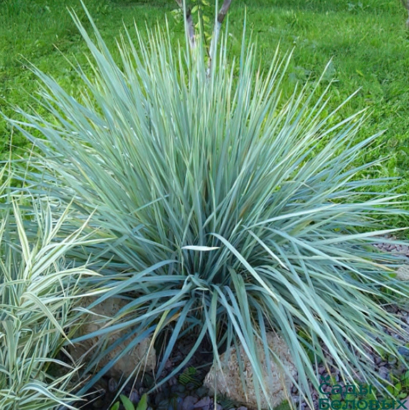 Элимус v1,5 Push 