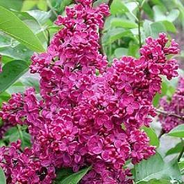 Сирень обыкновенная Souvenir de Louis Spaeth C5, 50-60 UL 