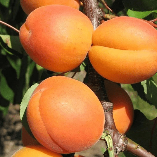 Абрикос Кунач v7 100-140 Tim 