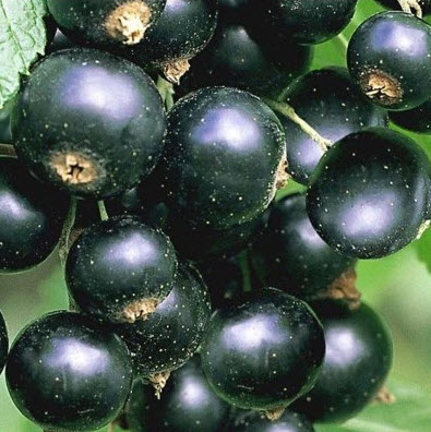 Смородина черная Титания С5 штамб 60-80 ЦО по цене  Смородина черная Титания С5 штамб 60-80 ЦО