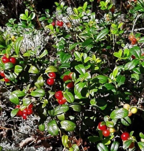 ОсновноеИзображение