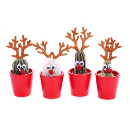 Кактус микс Олень d6 h13 