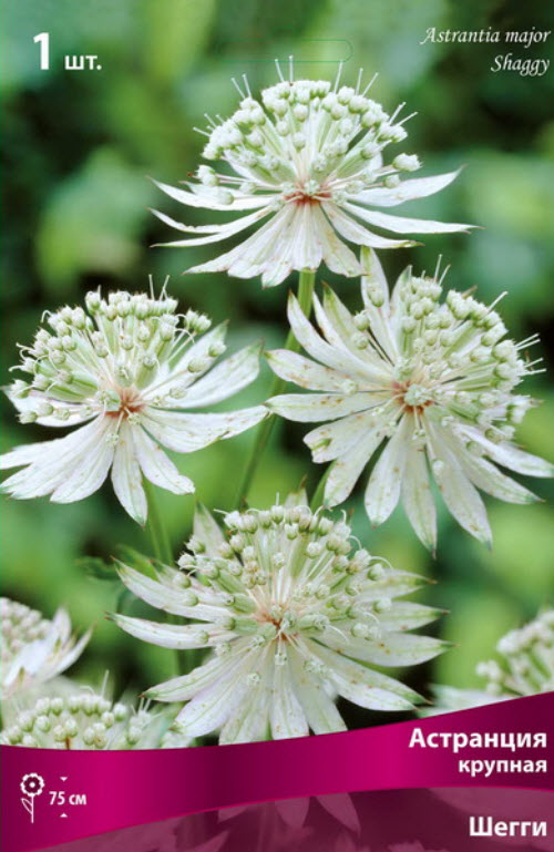 Корневище Астранция крупная Шегги 1шт. Поиск 