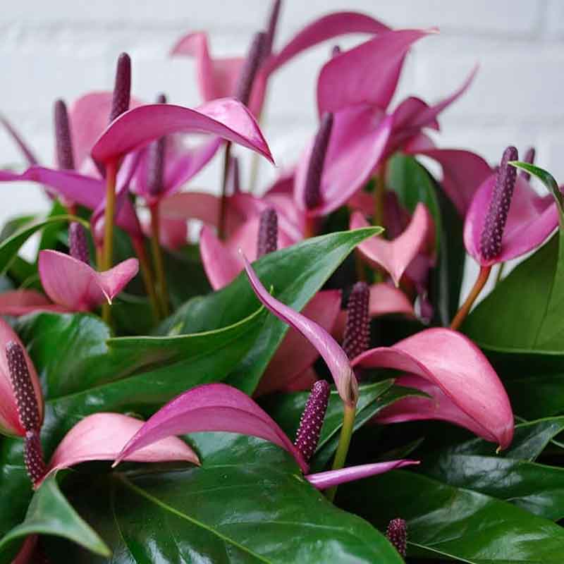 Антуриум Андреанум Карма Перпл d12 h43 