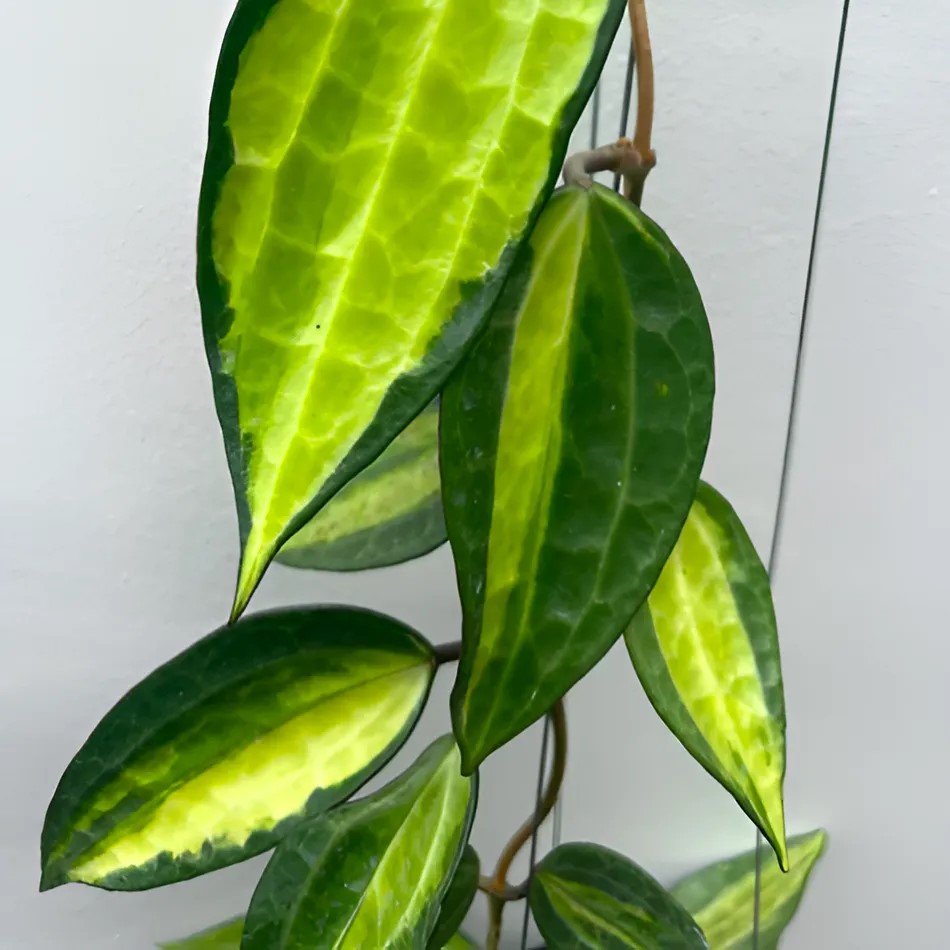 Хойя Латифолия Пот оф Голд