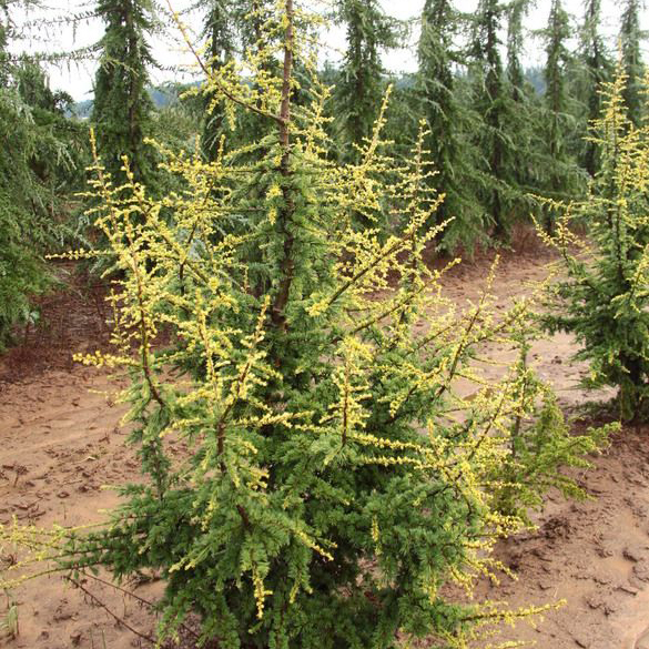 Кедр ливанский Сильвершпитс v7,5 h100-125 Mt по цене  Кедр ливанский Сильвершпитс v7,5 h100-125 Mt