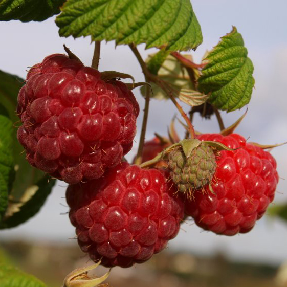 Малина Полесье красная Р9 Tim 