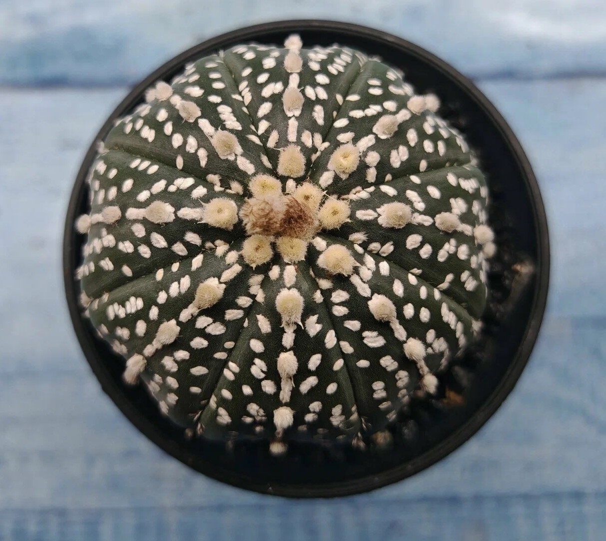 Астрофитум Астериас микс d5 h12 