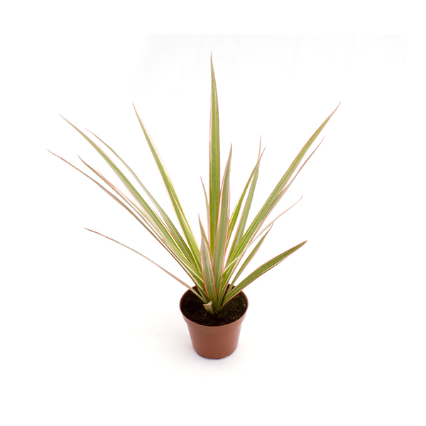 Драцена микс d5-6 