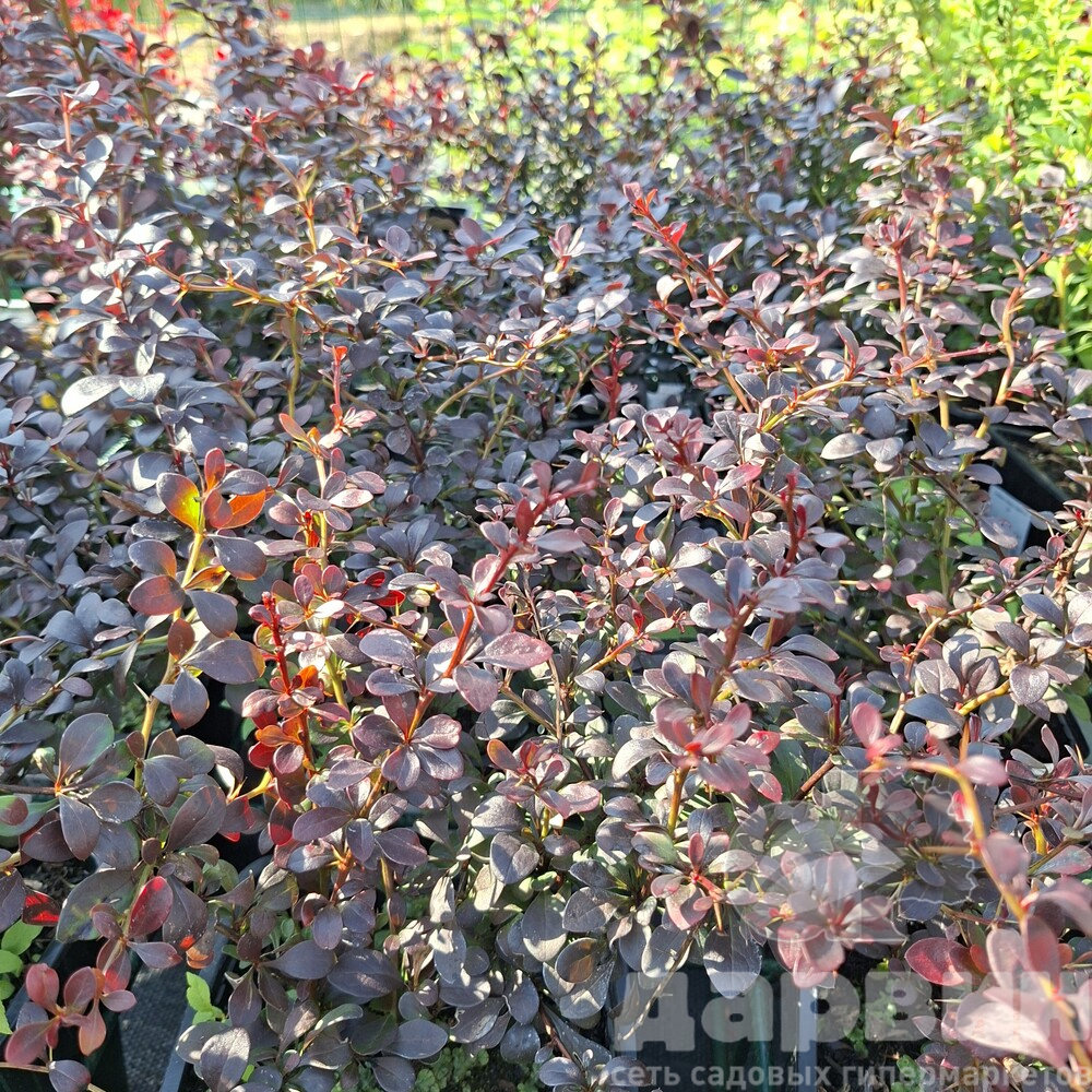 Барбарис тунберга Дартс Ред Леди v2 Lav 