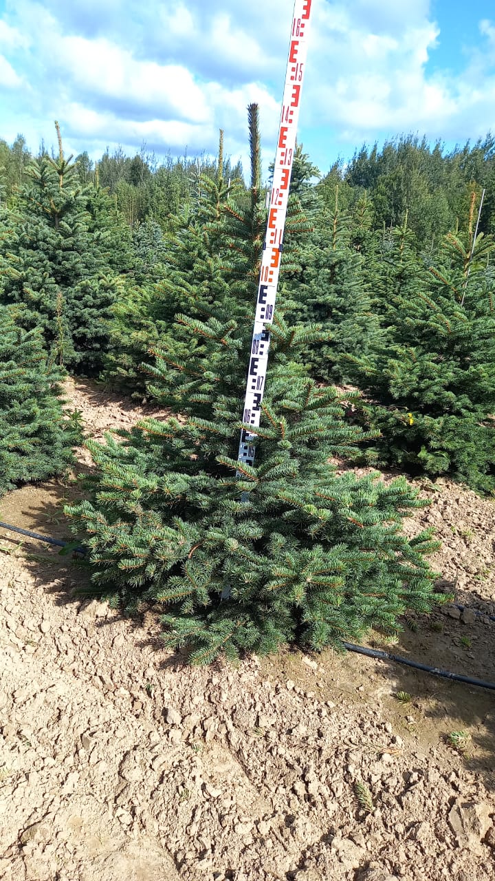 Ель колючая 120-140 ПВ 