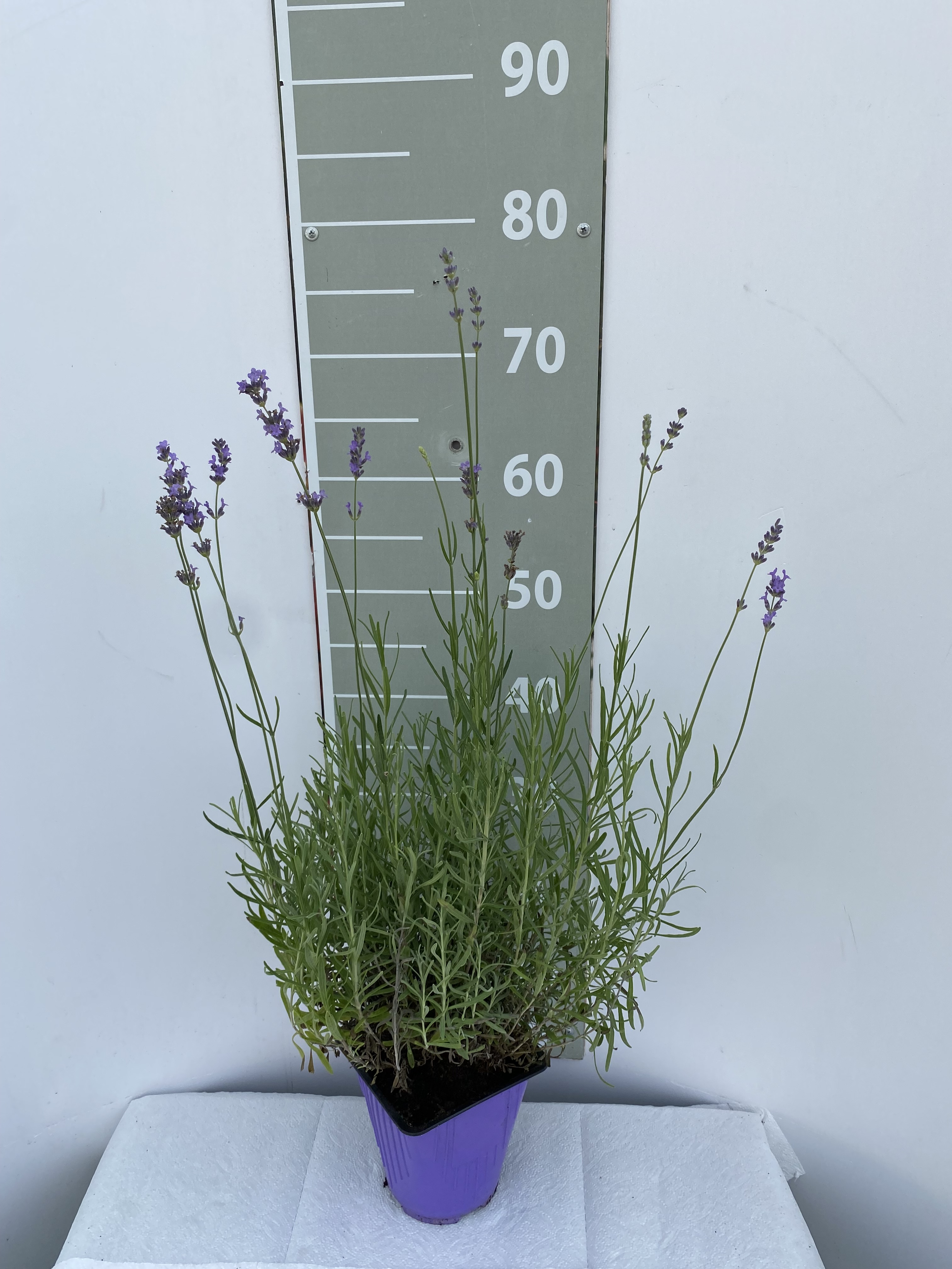 Лаванда узколистная v5 Lav 