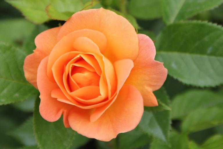 Роза флорибунда Порторож v5 Dem 