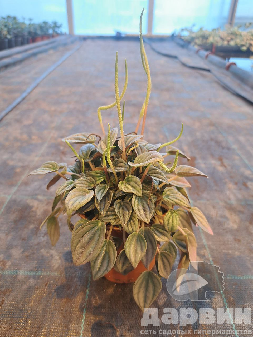 Пеперомия Мендоза d12 Tim 