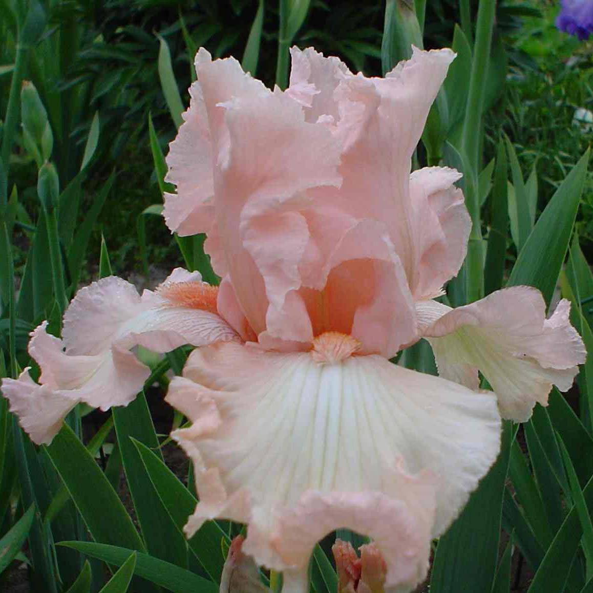 Ирис Лена v2 Tim 