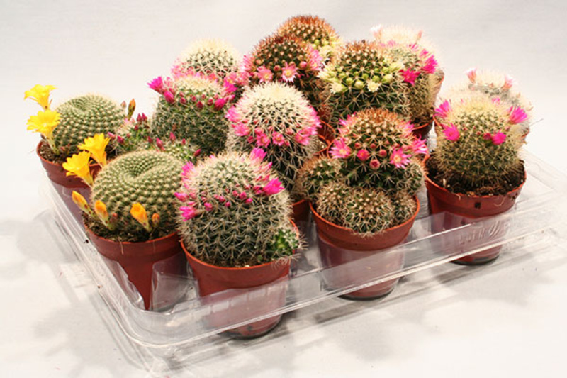 Маммиллярия микс d5 h5 