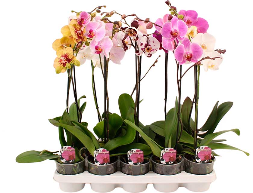 Фаленопсис 2 ст микс d12 h35 