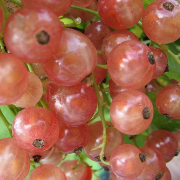 Смородина Голландская Розовая роз v5 Tim 