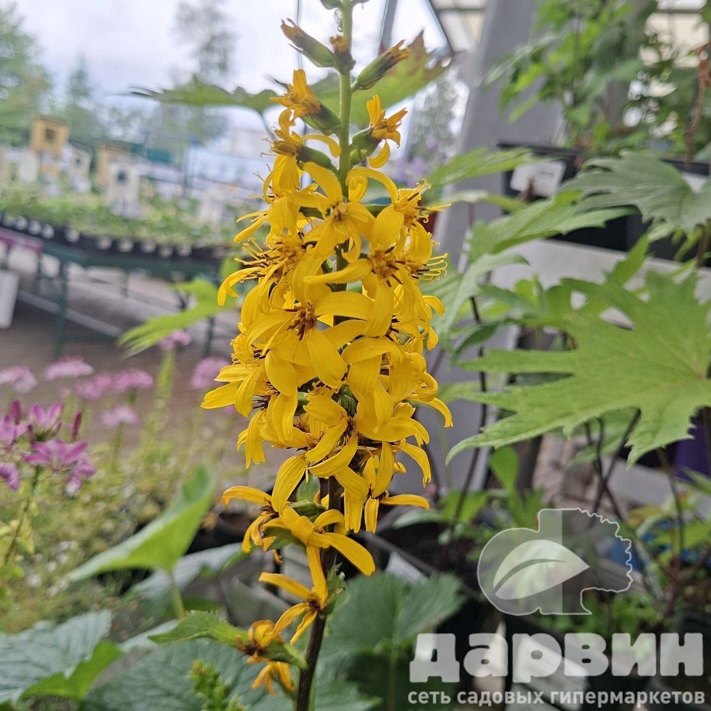 Бузульник Зе Рокет v2 Tim 