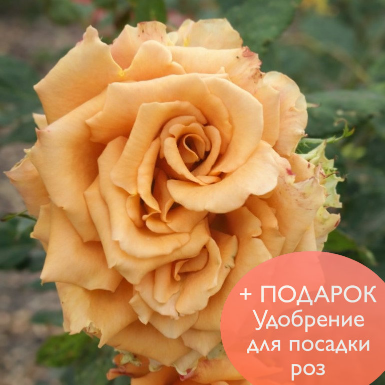 Роза чайно гибридная Тоффи в коробке Биосфера 