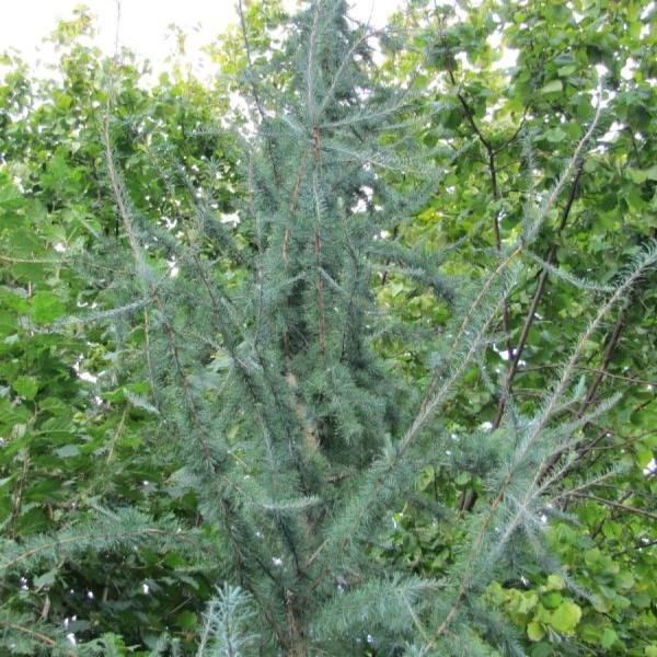 Пихта европейская Пирамидалис v5 20-40 Bor 