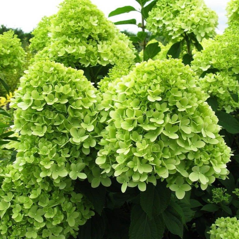 Гортензия метельчатая Лаймлайт С 20 штамб 80см YP 