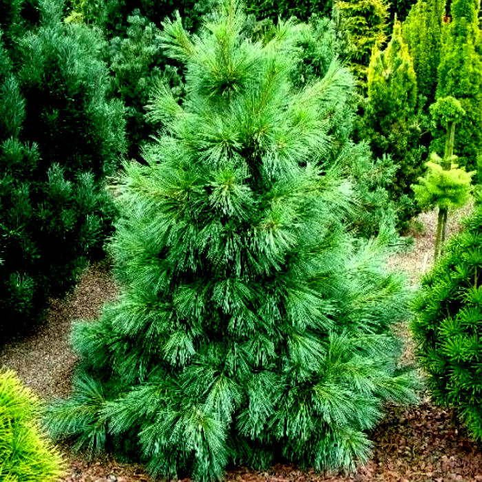 Растение сосна шверина Ваеторст С12, 40-50см 