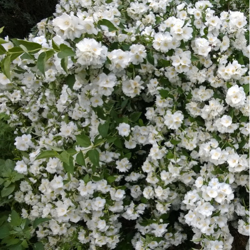 Чубушник Эльбрус v2 Lav 